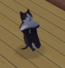Gif de gato bailando